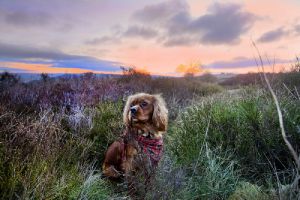 henry sunrise haworth march 2012 sm.jpg